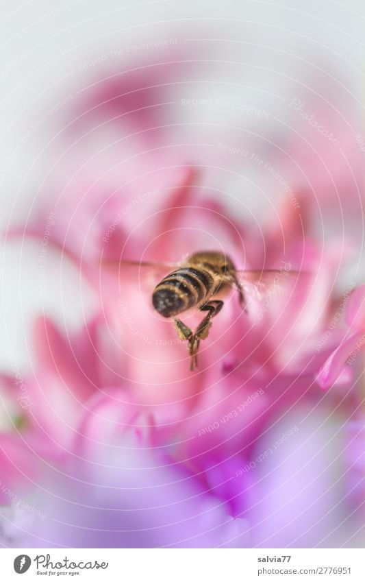 zielstrebig Umwelt Natur Frühling Pflanze Blume Blüte Hyazinthe Garten Tier Nutztier Biene Insekt Honigbiene 1 Blühend Duft fliegen rosa Ziel Summen