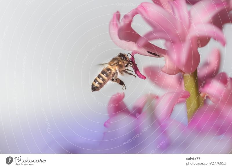 von Blüte zu Blüte Umwelt Natur Frühling Blume Garten Tier Nutztier Biene Insekt Honigbiene Imkerei Nektar Pollen 1 berühren Blühend Duft fliegen rosa