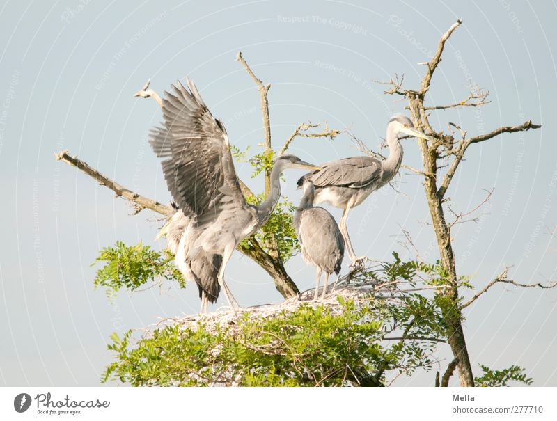Nicht drängeln! Umwelt Natur Tier Baum Baumkrone Wildtier Vogel Flügel Reiher Graureiher 4 Tiergruppe Tierjunges Bewegung stehen Zusammensein natürlich blau