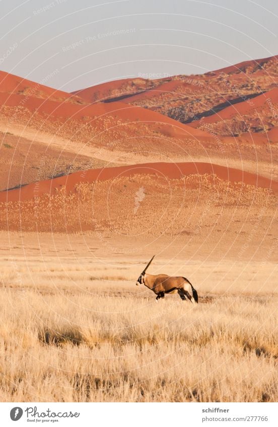 Dann geh ich halt auch... Umwelt Natur Landschaft Tier Wildtier 1 gehen rot Einsamkeit einzeln Düne Stranddüne Steppe Wüste Safari Gras Grasland Spießbock