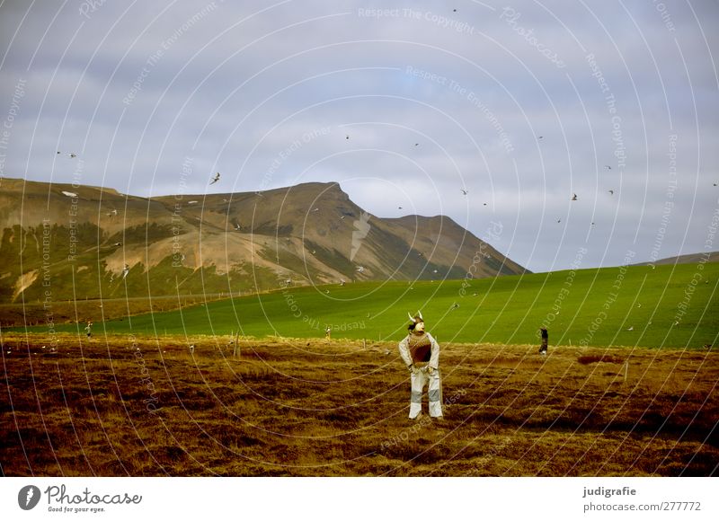 Island Umwelt Natur Landschaft Pflanze Tier Himmel Hügel Berge u. Gebirge Wildtier Vogel Schwarm Puppe Vogelscheuche fliegen stehen außergewöhnlich natürlich