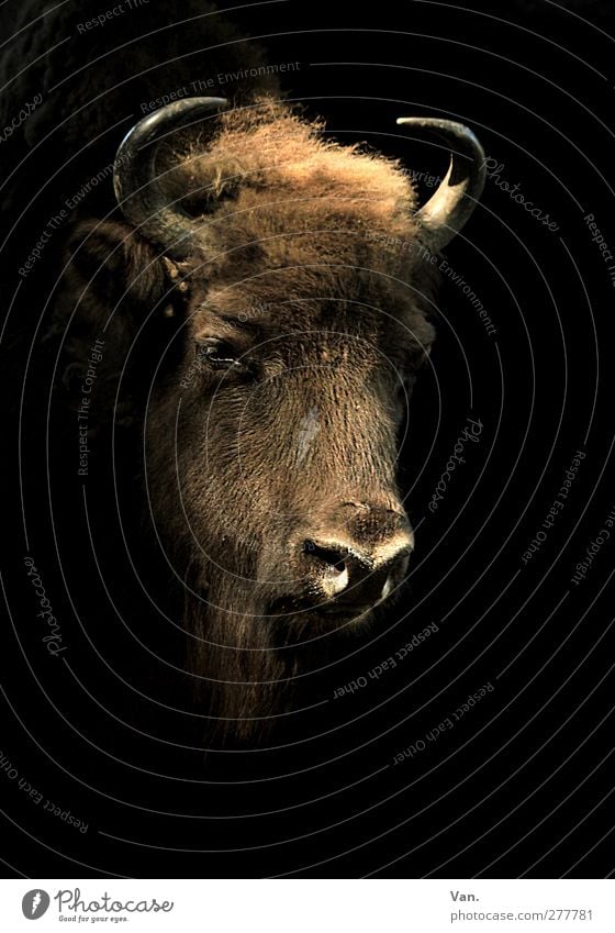 Selbstportrait Tier Wildtier Tiergesicht Kopf Bison Horn 1 groß braun schwarz Fell Farbfoto Gedeckte Farben Innenaufnahme Menschenleer Textfreiraum rechts