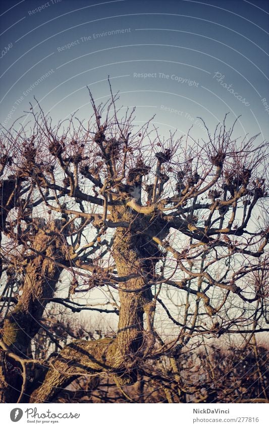 lonely tree Umwelt Natur Himmel Wolkenloser Himmel Baum Holz Wachstum alt standhaft Textfreiraum oben laublos Geäst Zweig Ast Laubbaum
