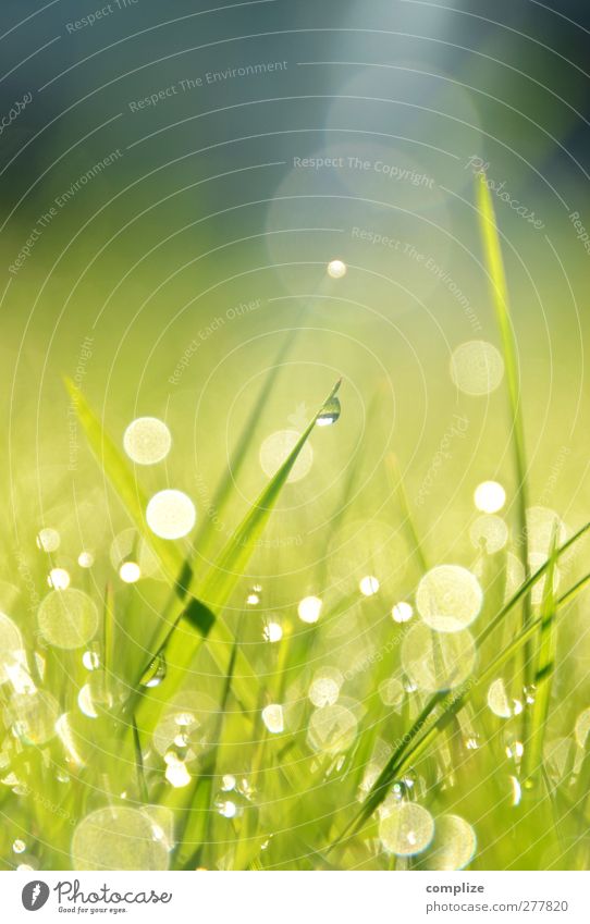 Simon & Gefunkel Garten Sonne Frühling Sommer glänzend Wachstum exotisch grün schön Idylle Tau Wiese Gras Halm Natur Umwelt Wassertropfen Reflexion & Spiegelung