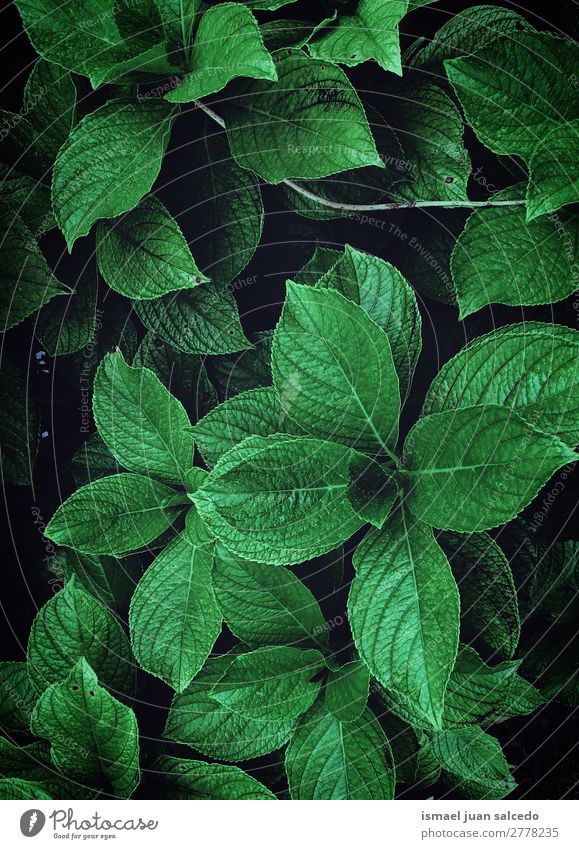 grüne Blätter Textur Pflanze Blatt Garten geblümt Natur Dekoration & Verzierung abstrakt Konsistenz frisch Außenaufnahme Hintergrund Beautyfotografie