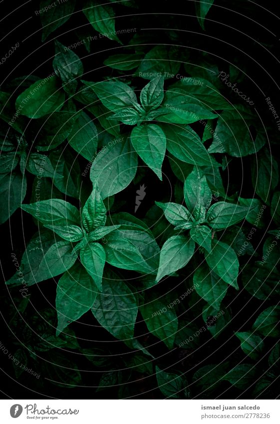 grüne Blätter Textur Pflanze Blatt Garten geblümt Natur Dekoration & Verzierung abstrakt Konsistenz frisch Außenaufnahme Hintergrund Beautyfotografie