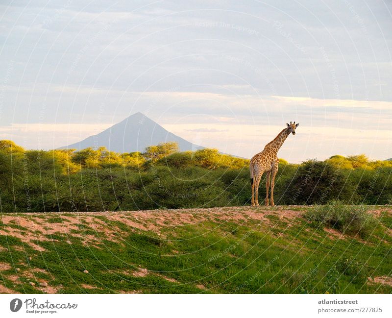 Giraffe am Mt. Etjo Tier Wildtier 1 beobachten Erholung genießen Blick exotisch Unendlichkeit natürlich Stimmung Romantik schön ruhig Fernweh Einsamkeit