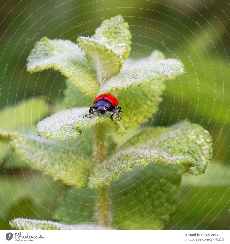 roter Käfer auf der Anlage Wanze Insekt Flügel Tier Pflanze Blume Garten Natur Außenaufnahme Hintergrund Beautyfotografie Zerbrechlichkeit elegant Blatt grün