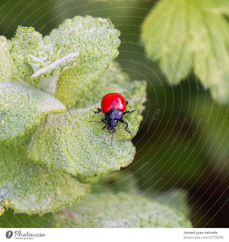 roter Käfer auf den Blättern Wanze Insekt Flügel Tier Pflanze Blume Garten Natur Außenaufnahme Hintergrund Beautyfotografie Zerbrechlichkeit elegant