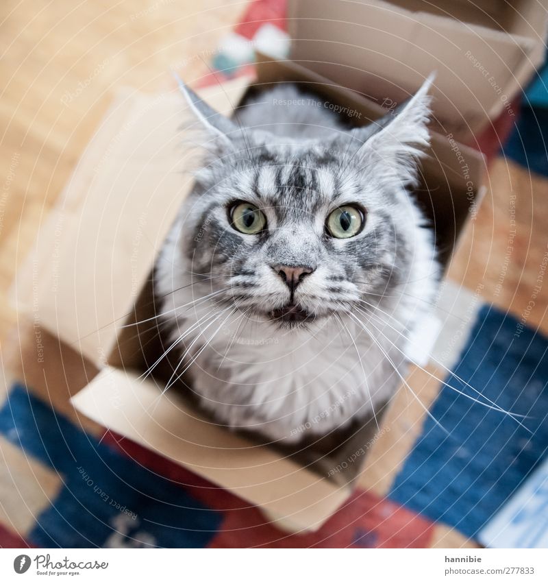 Katz' in Box Haustier Katze Fell 1 Tier Kasten Neugier schön weich blau braun grau Hauskatze Auge Schachtel Karton Farbfoto Innenaufnahme Vogelperspektive