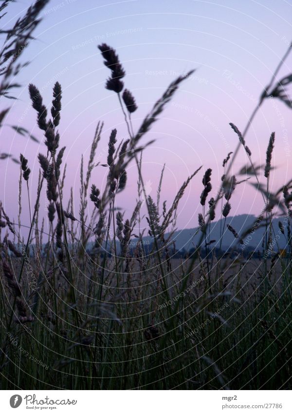 sunset II Abenddämmerung Sonnenuntergang Stimmung Gras Feld Wiese Himmel