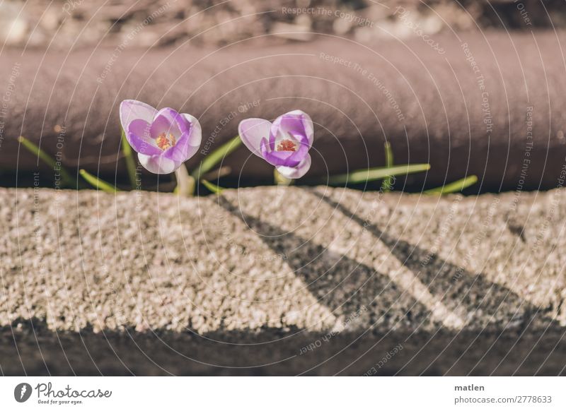 Lebenswille Pflanze Frühling Blüte Wildpflanze Straße kämpfen Stadt braun grau violett Krokusse Überlebenskampf Straßenrand Durchkämpfen Durchkommen Farbfoto