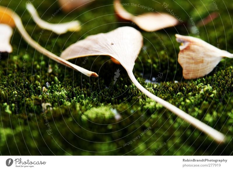 Fallen Umwelt Natur Pflanze Herbst Moos Blatt Grünpflanze Verfall Ginkgo Farbfoto Außenaufnahme Makroaufnahme Menschenleer Tag Kontrast Sonnenlicht