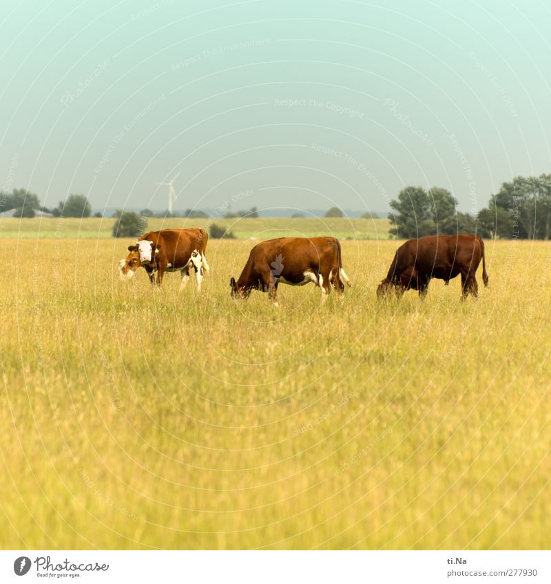 Weideglück Landschaft Dithmarschen Nutztier Kuh Ochse Bulle 3 Tier Tiergruppe beobachten Fressen Wachstum wandern Neugier braun gelb türkis Farbfoto