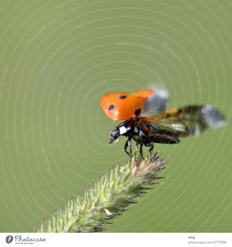 Abheben Sträucher Grünpflanze Tier Käfer 1 fliegen klein grün orange rot schwarz weiß Marienkäfer Dynamik Bewegung gepunktet Farbfoto Außenaufnahme