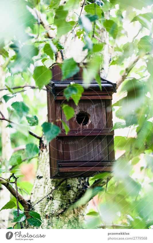 Vogelhaus auf einem Baum zwischen den grünen Blättern im Frühjahr. sparen Leben Sommer Haus Natur Pflanze Tier Blatt Park Wald Holz natürlich wild Geborgenheit