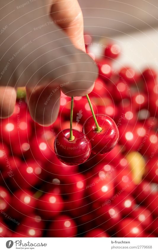 Leckere Kirschen Lebensmittel Frucht Bioprodukte Vegetarische Ernährung Gesunde Ernährung Finger Sommer wählen festhalten frisch Gesundheit natürlich rot