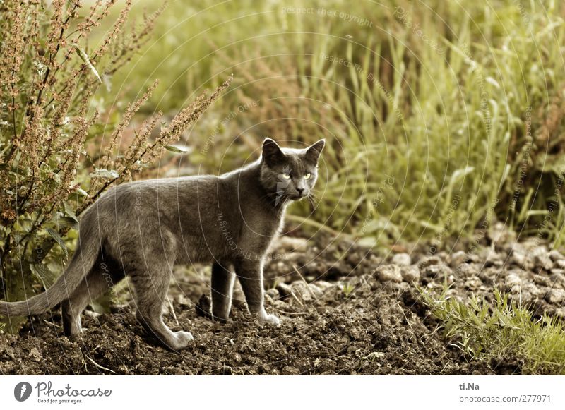 Maigret Natur Erde Sand Sommer Gras Sträucher Wiese Feld Haustier Katze 1 Tier beobachten entdecken Jagd ästhetisch seriös wild braun grau grün Tierschutz