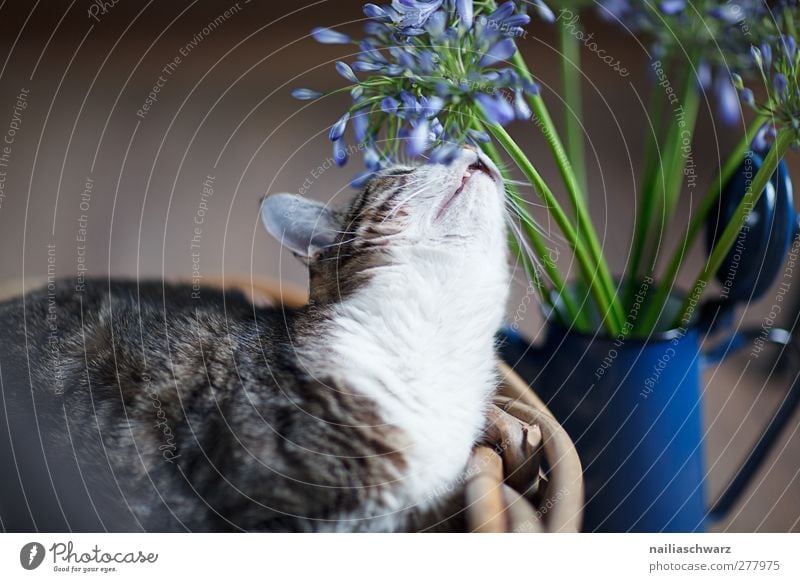 Katze Tier Haustier 1 Blumenstrauß Kannen Blühend Duft genießen liegen Blick Neugier niedlich blau braun weiß Zufriedenheit Tierliebe Gelassenheit ruhig Geruch
