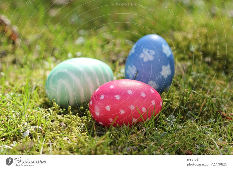 Ostereiersuche Natur rund blau mehrfarbig grün rot Muster Ei natürliche Farbe Suche finden Ostern Feiertag Feste & Feiern Osternest gepunktet Verschiedenheit