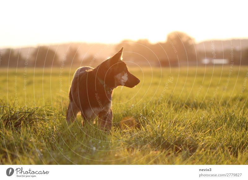 Altdeutscher Schäferhund auf einer Wiese Tier Haustier Nutztier Hund 1 Tierjunges natürlich Neugier niedlich gelb gold Lebensfreude Frühlingsgefühle achtsam