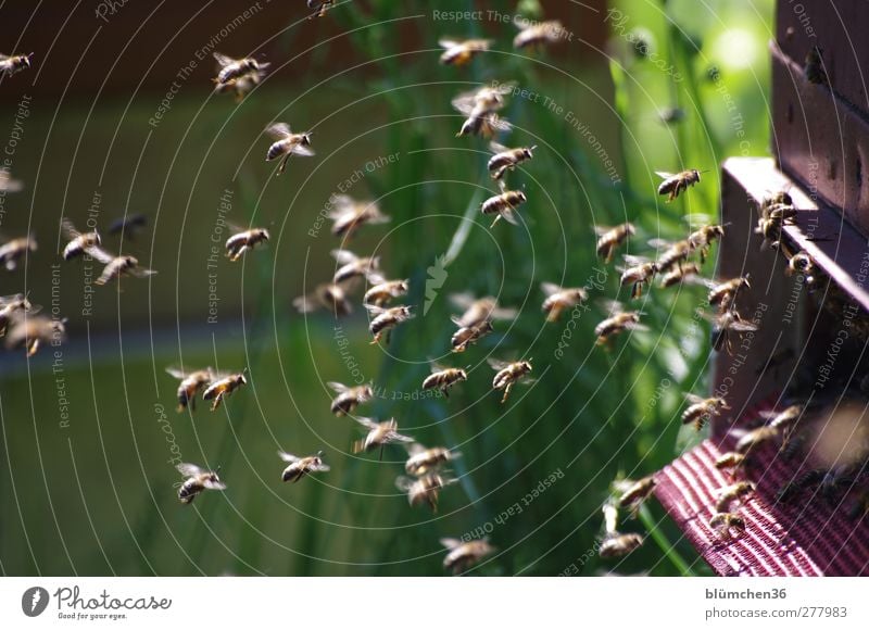 Eine für alle - alle für eine Tier Nutztier Biene Schwarm fliegen tragen elegant Erfolg nachhaltig Geschwindigkeit Tatkraft Tierliebe fleißig diszipliniert