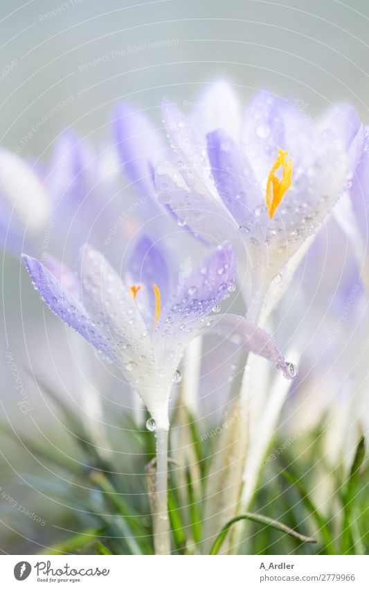 Krokusse im Frühling Garten Natur Pflanze Wassertropfen Sonnenlicht Sommer Schönes Wetter Gras Park Wiese Duft hell schön weich blau violett orange rosa silber