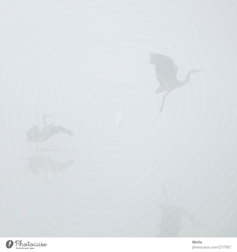 Reihernebel Umwelt Natur Tier Wasser Nebel Teich See Wildtier Vogel Graureiher 2 fliegen außergewöhnlich frei hell natürlich trist grau Bewegung Freiheit