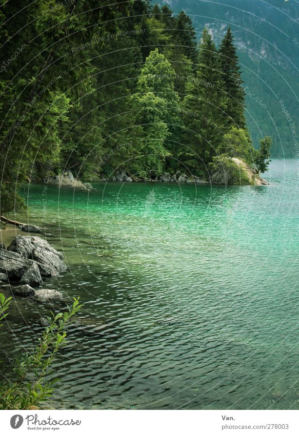 Eibsee Natur Landschaft Wasser Pflanze Baum Wald Felsen Seeufer Stein nass grün türkis Farbfoto Außenaufnahme Menschenleer Tag Licht Lichterscheinung