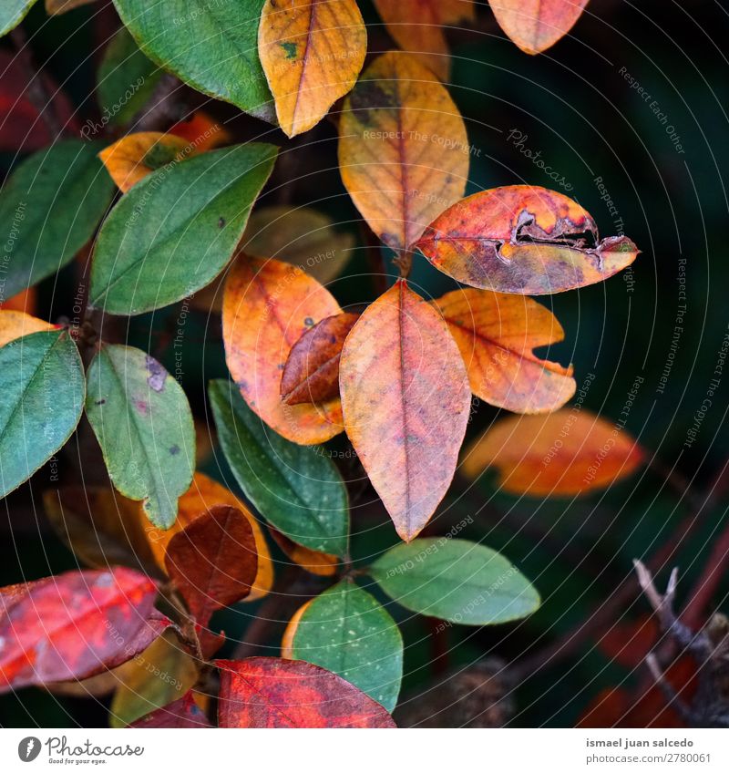 bunte Blätter Baum Niederlassungen Blatt Farbe farbenfroh Natur abstrakt Konsistenz Außenaufnahme Hintergrund Beautyfotografie Zerbrechlichkeit Herbst fallen