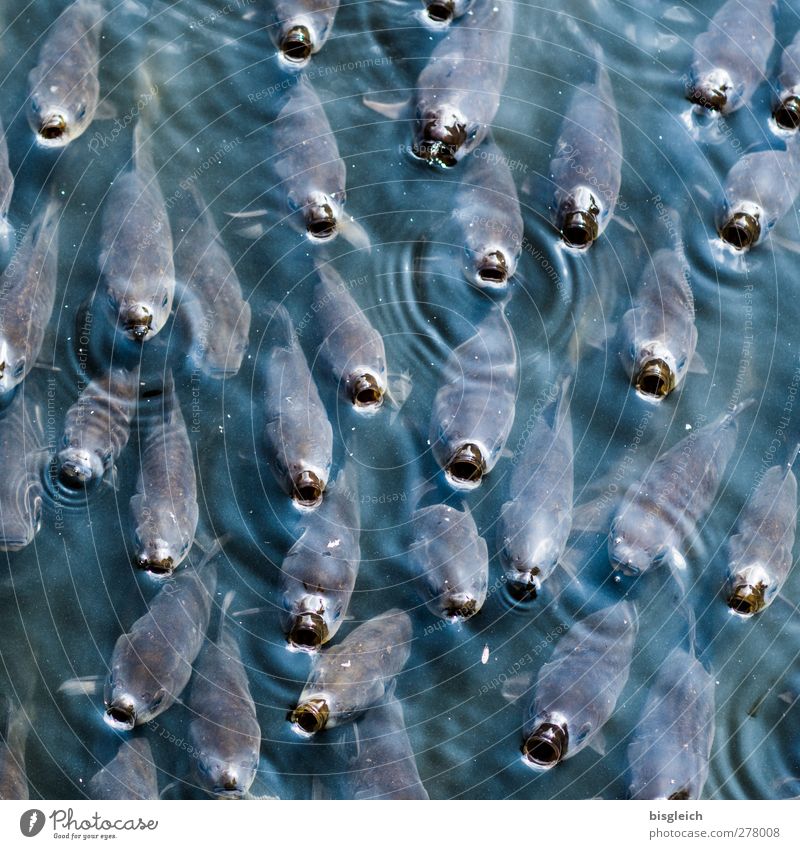 Fischschwarm Zoo Wasser See Tier Schwarm atmen Schwimmen & Baden blau Farbfoto Gedeckte Farben Außenaufnahme Menschenleer Tag