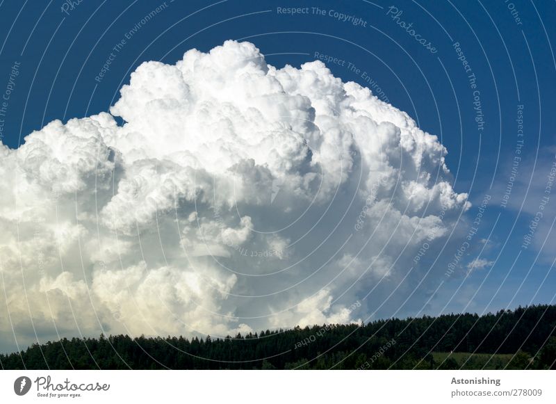 wuchtige wolke Umwelt Natur Landschaft Luft Himmel Wolken Gewitterwolken Horizont Sommer Wetter Pflanze Baum Wald Aggression dunkel heiß blau weiß Macht Dynamik
