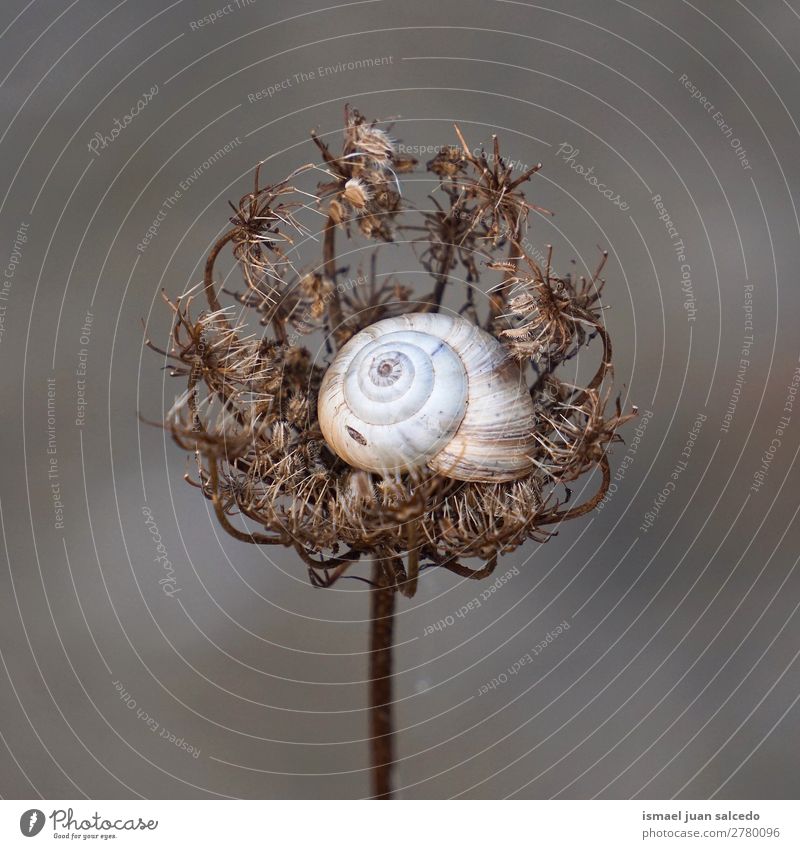 Schnecke in der Natur Riesenglanzschnecke Tier Wanze weiß Insekt klein Panzer Spirale Pflanze Garten Außenaufnahme Zerbrechlichkeit niedlich Beautyfotografie
