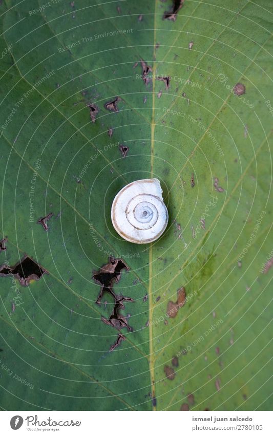 Schnecke in der Natur Riesenglanzschnecke Tier Wanze weiß Insekt klein Panzer Spirale Pflanze Garten Außenaufnahme Zerbrechlichkeit niedlich Beautyfotografie