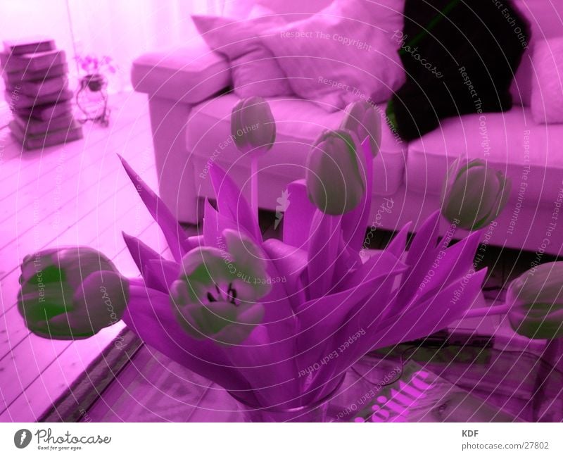 Lila Tulpen violett Wohnzimmer Stil KDF