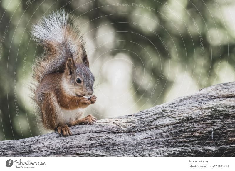 Rotes Eichhörnchen frisst Essen Gesicht Sommer Wissenschaften Umwelt Natur Tier Erde Herbst Baum Park Wald Pelzmantel Wildtier Tiergesicht 1 frei Freundlichkeit