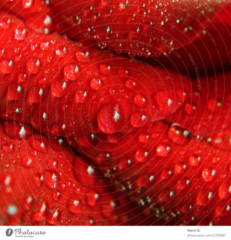 Wassertropfen auf rotem Rosenblatt Blume Blatt Blüte Zeichen Tropfen frisch nass Gefühle Stimmung Trauer Rosenblätter Blütenblatt Erfrischung Kühlung Farbfoto