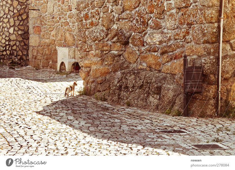 portugiesische strassen Dorf Menschenleer Bauwerk Gebäude Architektur Mauer Wand Fassade Straße Straßenkreuzung Wege & Pfade Haustier Katze 1 Tier Wärme