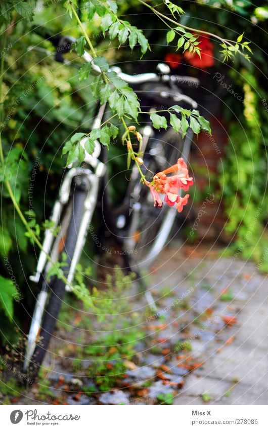 Verborgen Sommer Pflanze Sträucher Blatt Blüte Garten Park Verkehrsmittel Fahrrad Blühend Wachstum Abstellplatz parken bewachsen Farbfoto Außenaufnahme
