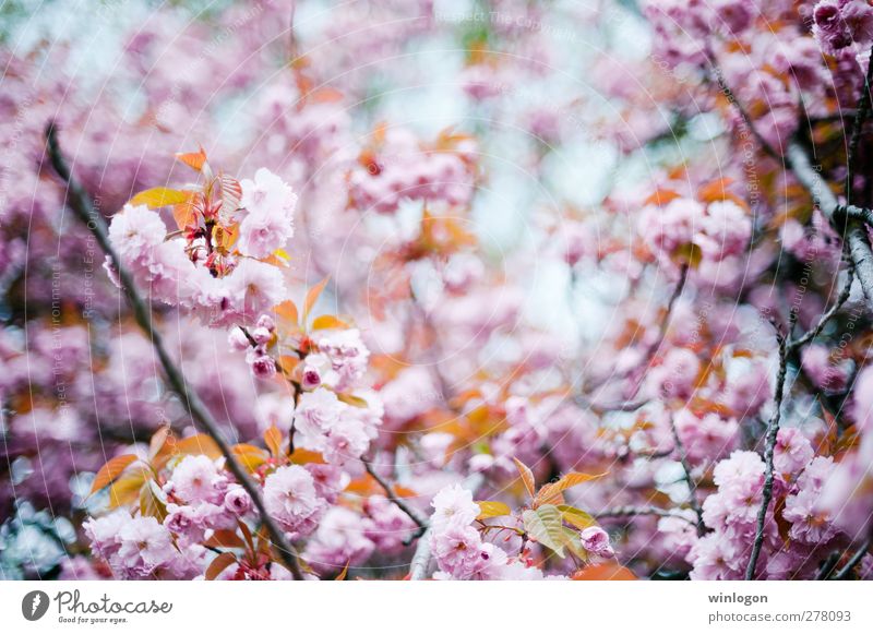 kirschenwald im sommer 1 Natur Pflanze Frühling Sommer Baum Blüte Kirschblüten Kirschbaum Kirschblütenfest Blühend Wachstum harmonisch Farbfoto Außenaufnahme