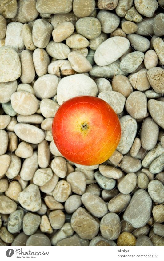 Apfel on the rocks Frucht Bioprodukte Stein Duft leuchten ästhetisch sportlich Gesundheit rund grau rot rein 1 Kieselsteine Gesunde Ernährung reif