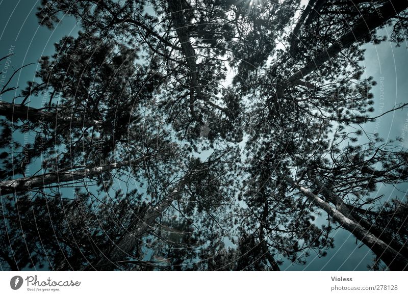 Hiddensee | ...gen himmel Natur Landschaft Pflanze Baum groß oben blau Wald Pinie Kiefer Höhe zentral Mittelpunkt Fluchtpunkt Farbfoto Sonnenlicht Weitwinkel