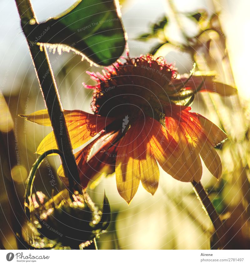 Erinnerung an den Sommer Sonnenlicht Schönes Wetter Blume Kokardenblume Blühend leuchten Wachstum Duft hell natürlich Wärme gelb grün orange rot Zufriedenheit