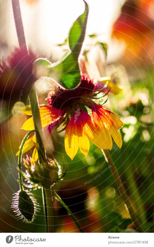 Kokardenblume (für willma...) Pflanze Sommer Blume kokardenblume Garten Blühend leuchten Wachstum Freundlichkeit glänzend natürlich gelb grün rot Lebensfreude