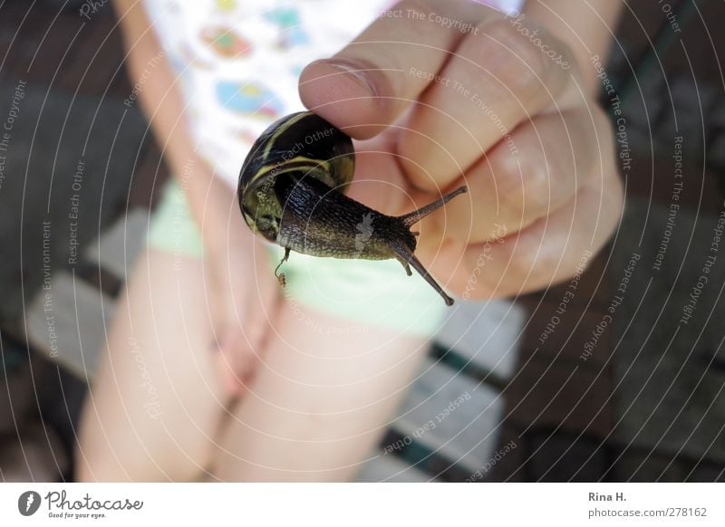 schau mal wie süß die ist ! Kind 1 Mensch 3-8 Jahre Kindheit Sommer Schnecke Tier festhalten Lebensfreude Hand Finger Schneckenhaus Vorsicht zeigen Fühler