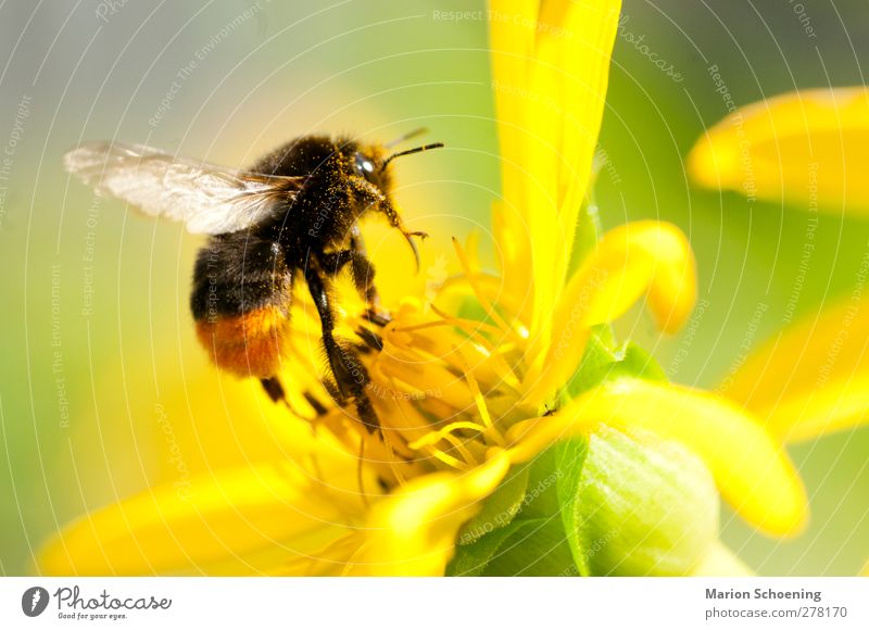 Hummel mit Blütenstaub Tier Blume Park Biene 1 Fressen gelb Frühlingsgefühle Duft Klima Pollen Sommer Makroaufnahme Farbfoto mehrfarbig Außenaufnahme