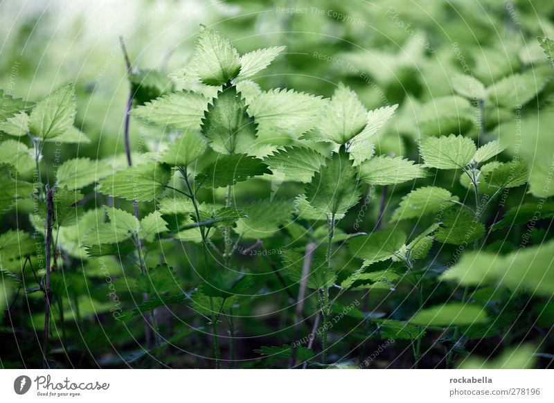 Grüne Waldpflanzen Natur Pflanze Blatt Grünpflanze Wildpflanze ästhetisch natürlich grün Farbfoto Außenaufnahme Menschenleer Schwache Tiefenschärfe