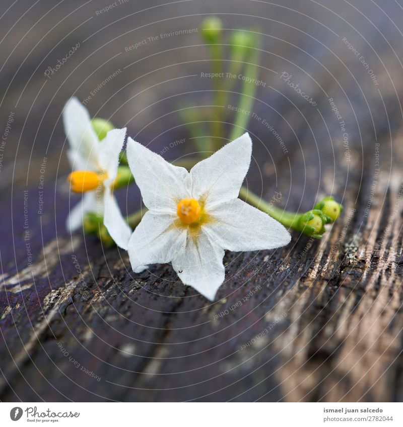 weiße Blütenpflanze Blume Blütenblatt Pflanze Garten geblümt Natur Dekoration & Verzierung Romantik Beautyfotografie zerbrechlich Hintergrund Frühling Sommer