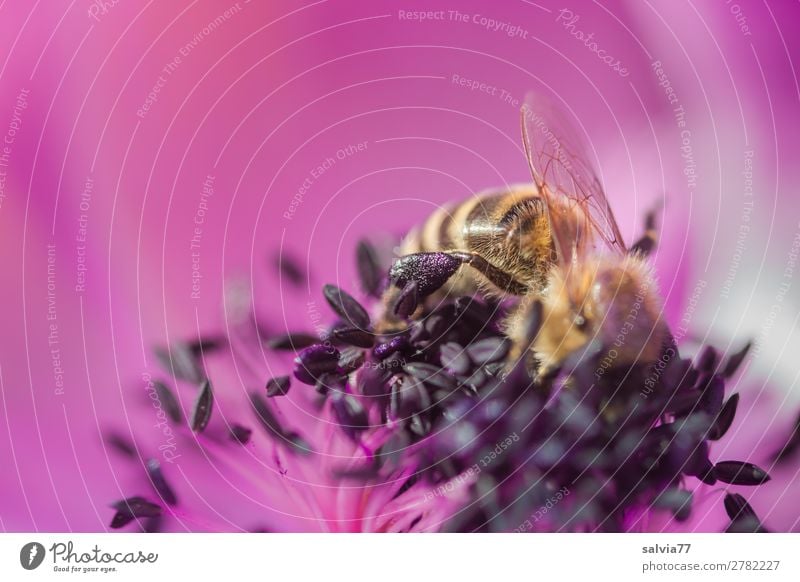 bei der Arbeit Natur Frühling Blume Blüte Garten Tier Nutztier Biene Flügel Insekt Honigbiene Pollen Nektar Anemonen 1 Duft natürlich violett rosa