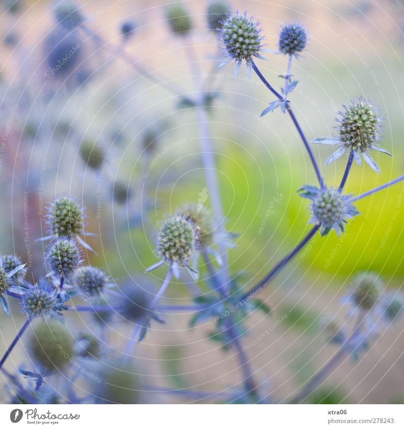 bleu Umwelt Natur Pflanze Blume Sträucher elegant blau Farbfoto Außenaufnahme